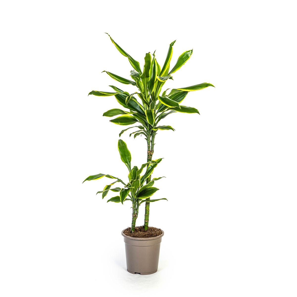 Duftender Drachenbaum Hawaiian Sunshine Topf Ø 19cm